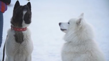 Samoyed ve Akita köpekler
