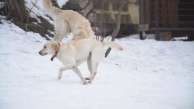 Golden retriever köpeği