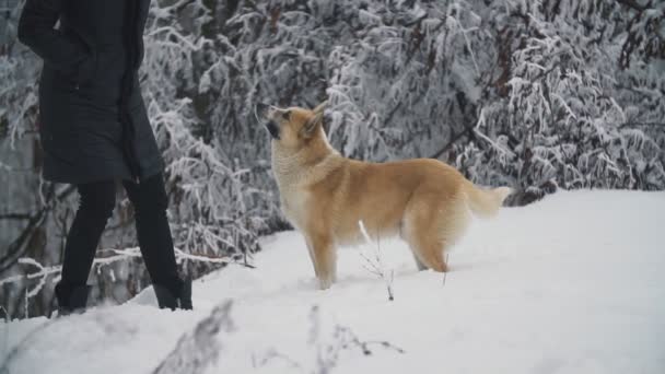 女性は犬を連れて歩いて — ストック動画