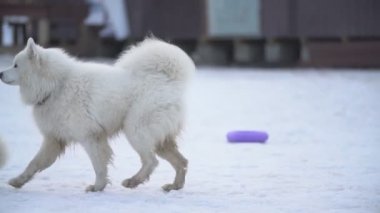 Samoyed ve Akita köpekler