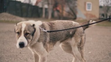 genç köpek doğurmak Alabai