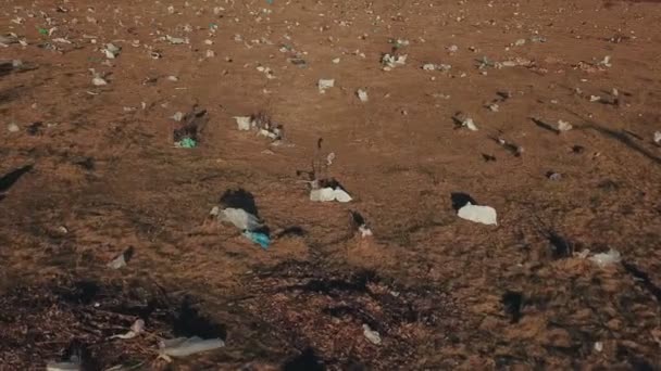 Sacos de plástico no gramado — Vídeo de Stock