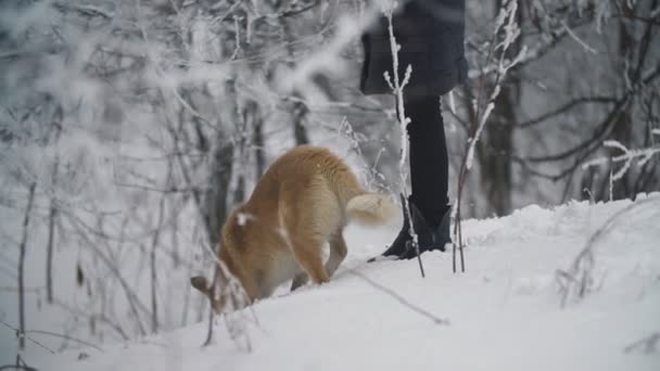 Il cane cammina e cerca qualcosa — Video Stock