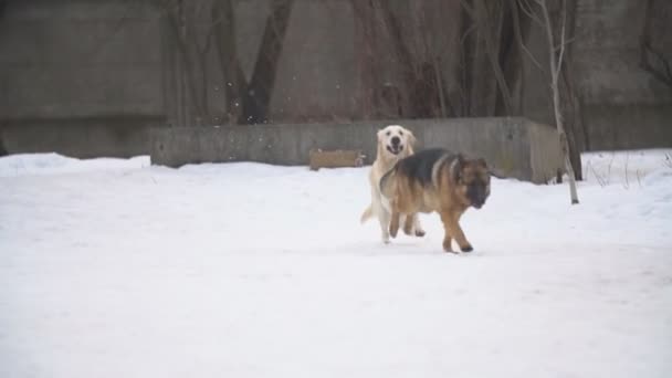 Perro pastor alemán raza en invierno — Vídeo de stock