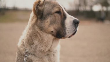 genç köpek doğurmak Alabai