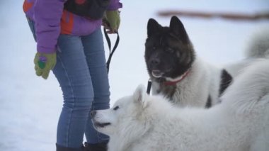 Samoyed ve Akita köpekler