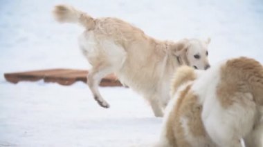 Golden Retriever ve Alabai köpekler oyun