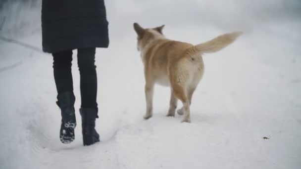 Mulher andando com um cão — Vídeo de Stock