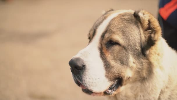 Raça cão jovem Alabai — Vídeo de Stock