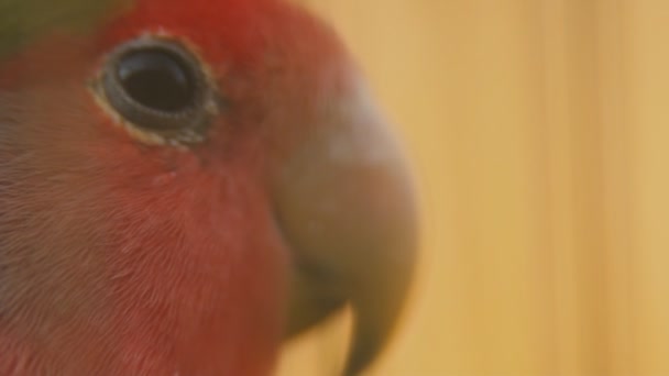 Parrot from very close range — Stock Video