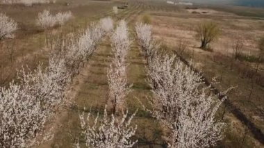 yükseklikten çiçekli ağaçlar