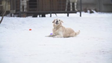 Golden retriever köpeği