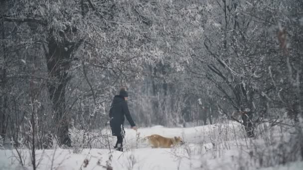 Vrouw met een hond wandelen — Stockvideo