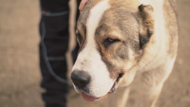 Young dog breed Alabai — Stock Video