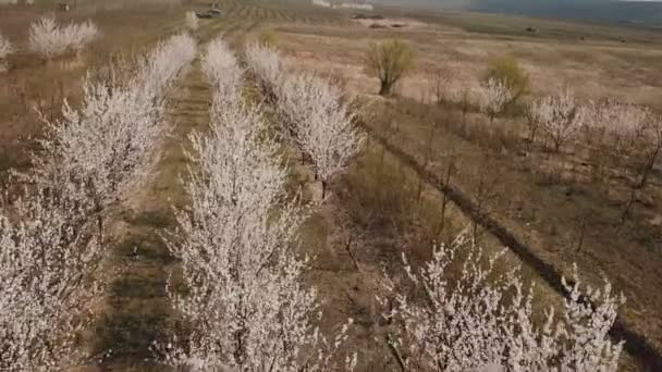 Arbres à fleurs d'une hauteur — Video