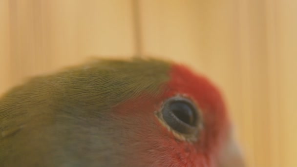 Çok yakın mesafeden papağan — Stok video