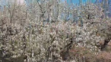 kiraz çiçeği ağacı