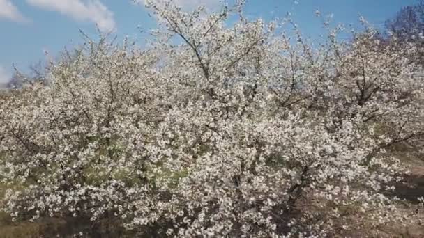 Árbol de flor de cerezo — Vídeos de Stock