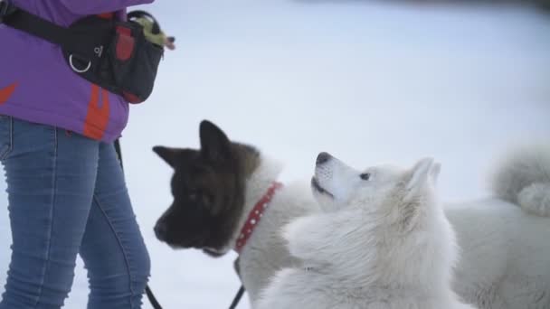 Samojeed en Akita honden — Stockvideo