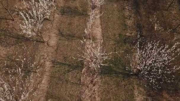 Arbres à fleurs d'une hauteur — Video