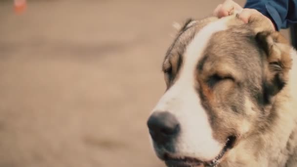 Порода молодых собак Алабай — стоковое видео