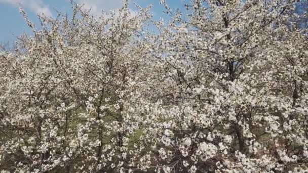 Árbol de flor de cerezo — Vídeos de Stock