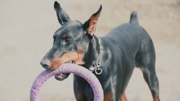 race de chien Doberman 
