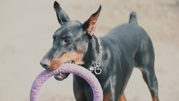 Köpek doğurmak Doberman — Stok video