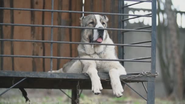 Alabai perro en aviario — Vídeo de stock