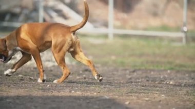Boxer köpek doğurmak