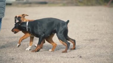 Doberman ve Boxer köpekler