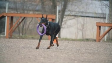 köpek doğurmak Doberman