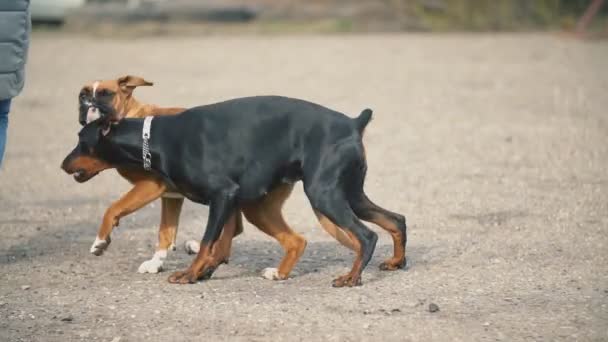 Doberman and Boxer dogs — Stock Video