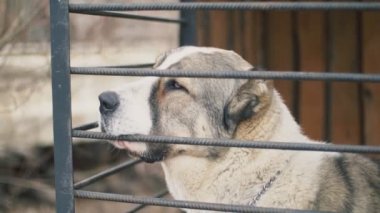 Kuş aviary Alabai köpek
