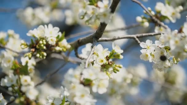 Cerezos florecientes — Vídeos de Stock