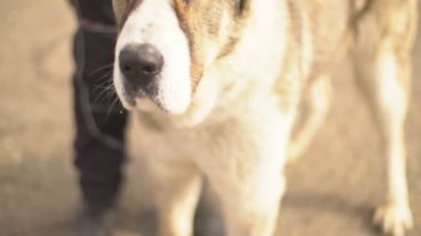 genç köpek doğurmak Alabai