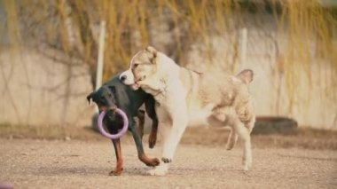 Alabai ve Doberman köpekleri