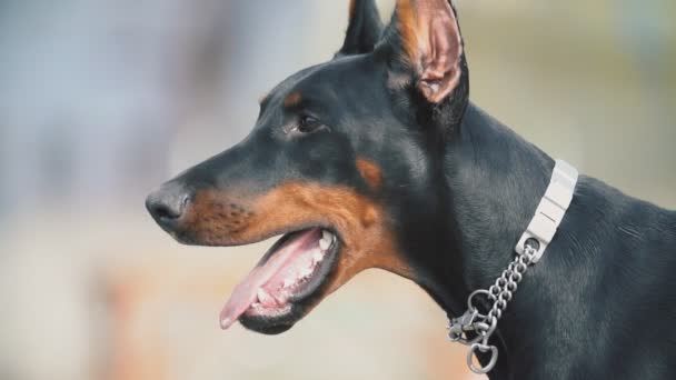 Порода собак Доберман — стоковое видео