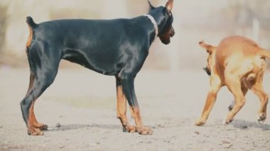 Doberman ve Boxer köpekler