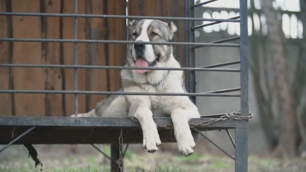 Alabai perro en aviario — Vídeos de Stock