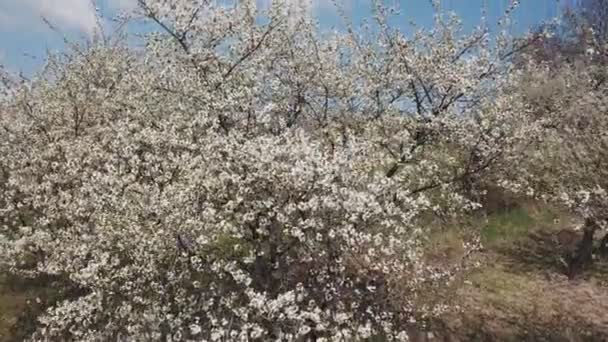 Árbol de flor de cerezo — Vídeos de Stock