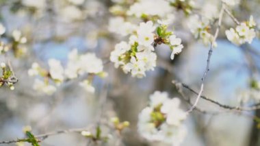 çiçekli kiraz ağaçları