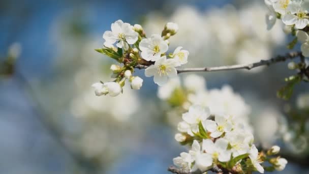 樱桃开花树木 — 图库视频影像