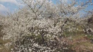 kiraz çiçeği ağacı