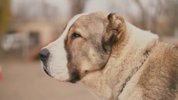 Raça cão jovem Alabai — Vídeo de Stock