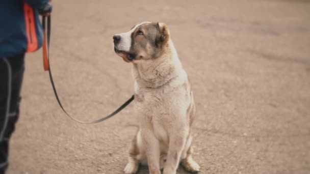 Молода порода собак Алабай — стокове відео