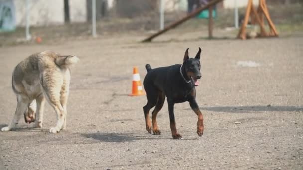 Собаки Алабай и Доберман — стоковое видео