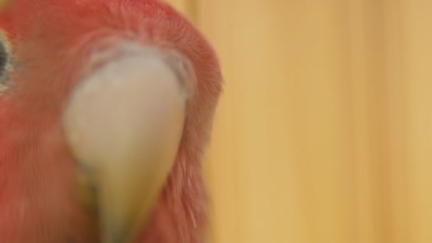 Parrot from very close range — Stock Video