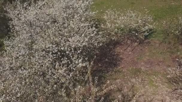 Albero dei fiori di ciliegio — Video Stock