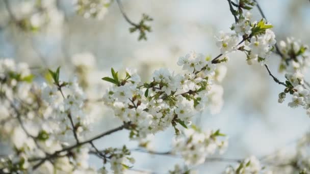 Flowering cherry trees — Stock Video